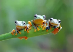 Bluebird Puzzle: Friendly Frogs (500)