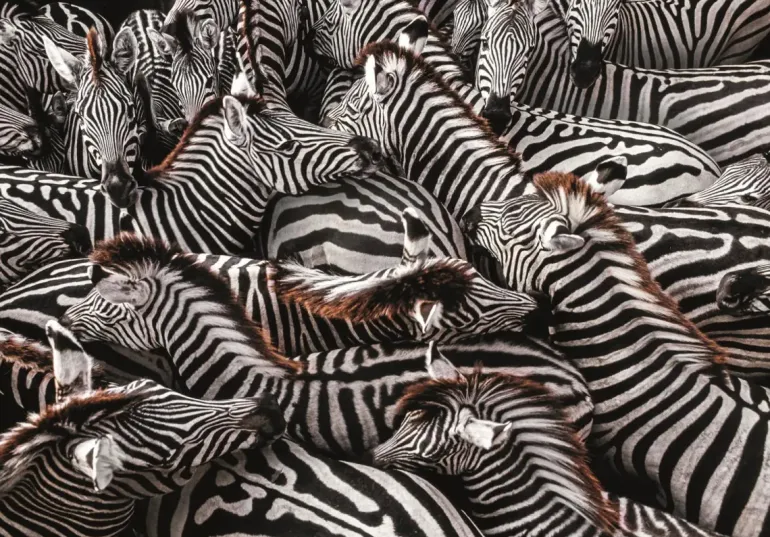 Clementoni: National Geographics - Burchell Zebras (1000)