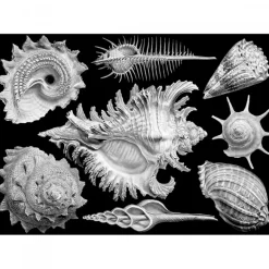 Cloudberries - Shells (1000)