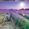 Educa: Bike in a Lavender Field (1000)