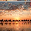 Educa: Golden Sunset on Cable Beach, Australia (1000)