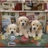 Educa: Puppies in the Luggage (500)