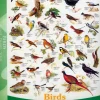 EuroGraphics: Birds (1000)