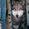 EuroGraphics: Gray Wolf (1000)