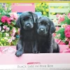 EuroGraphics: Large Pieces - Black Labs in Pink Box (500)
