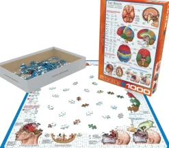 EuroGraphics: The Brain (1000)