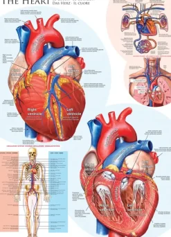 EuroGraphics: The Heart (1000)