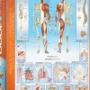 EuroGraphics: The Human Body (1000)