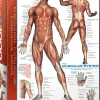 EuroGraphics: The Muscular System (1000)