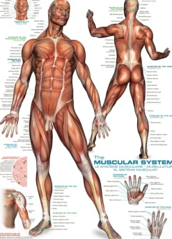 EuroGraphics: The Muscular System (1000)