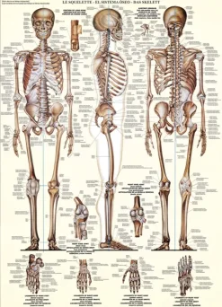 EuroGraphics: The Skeletal System (1000)