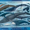 EuroGraphics: Whales & Dolphins (1000)
