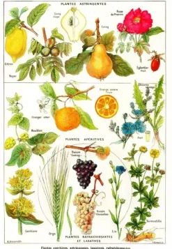 Grafika: Larousse Medical - Astringent and Aperitive Plants (1000)