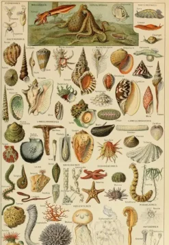 Grafika: Larousse - Molluscs II (1000)
