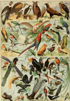 Grafika: Larousse pour Tous - Birds (1000)
