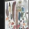 Grafika: Larousse pour Tous - Feathers (1000)