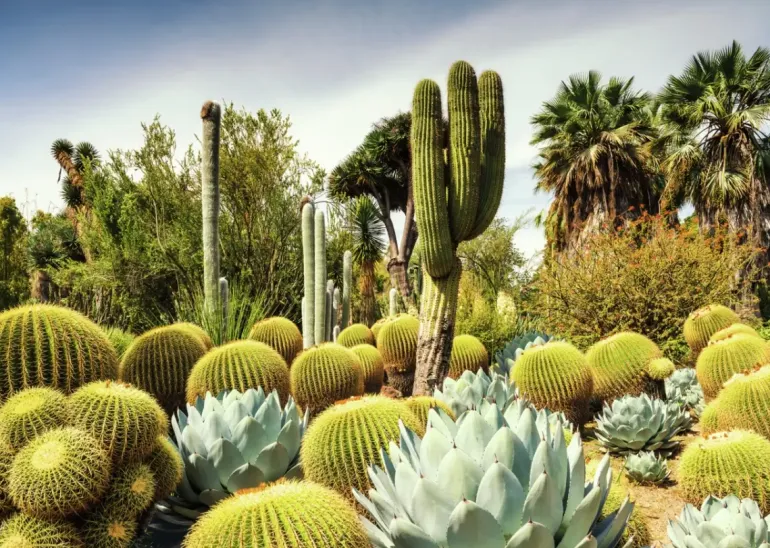 Ravensburger: Beautiful Gardens - The Huntington Desert Garden, California, USA (1000)
