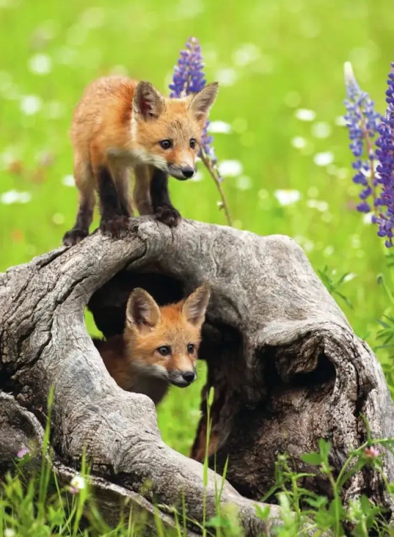 Ravensburger: Curious Foxes (300)