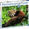 Ravensburger: Cute Red Panda (500)