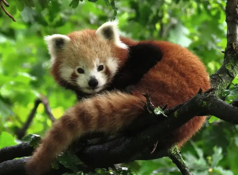 Ravensburger: Cute Red Panda (500)