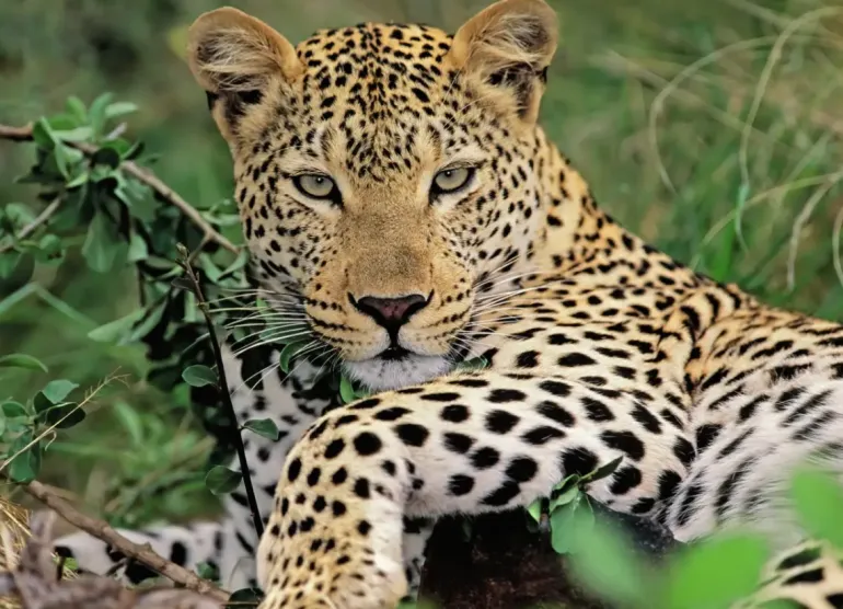 Ravensburger: Lounging Leopard (100)