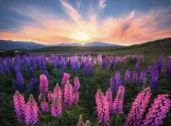 Ravensburger: Nature Edition - Stefan Hefele, Lupines (500)