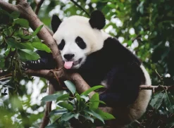 Ravensburger: Panda Bear (500)