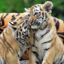 Ravensburger: Panda, Lion and Tiger Cubs (3 x 49)