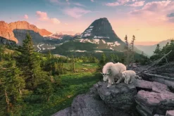 Ravensburger: Stefan Hefele - Alpine Goat with Baby (3000)