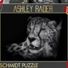 Schmidt: Ashley Rader - Speed, Cheetah - The Epitome of Grace (1000)