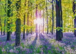 Schmidt: Assaf Frank - Tranquil Bluebell Woods (1000)