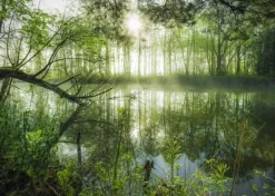 Schmidt: Stefan Hefele - Homeland Jungle (1000)