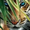 SunsOut: Blue Eyes (1000)