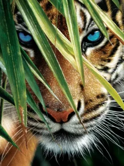 SunsOut: Blue Eyes (1000)