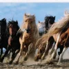 Trefl: Galloping Horses (1000)