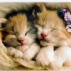 Trefl: Sleeping Kittens (500)
