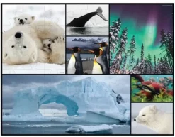 WWF Puzzle: Golvpussel - Polar (48)
